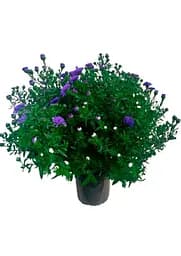Саджанець Agro-Market Айстра ново-бельгійська Henry I Blue (С1,5 висота 20-30см) (112032) - мініатюра 2