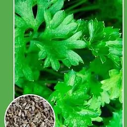 Насіння Весна Петрушка Богатир 2 г (19090)