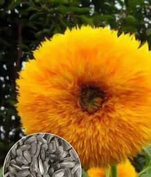 Насіння Весна Соняшник Декоративний, на вагу, ціна за 3 г (22474)