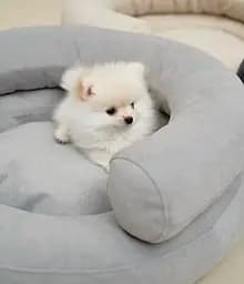 Лежак ортопедичний для собак "Marshmallow" світло-сірий XS (60*57) - мініатюра 7