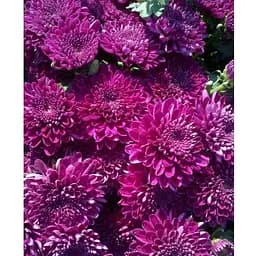 Хризантема Садова Cherry Lace (висота 30-50см) (63389) 1 саженец