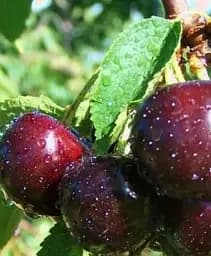 Саджанець Agro-Market Вишня Люцина (літній сорт, середньостиглий термін дозрівання) 1 шт. в упаковці (35794)