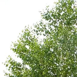 Саджанець Agro-Market Береза лікувальна Міріс (швидко зростаюча, невибаглива) (177474)