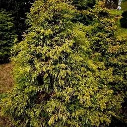 Кипарисовик туполистий "Tsatsumi Gold" С2 діаметр 15-20см (188035) 1 саджанець