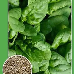 Насіння Весна Шпинат гігантський 2 г (19669)