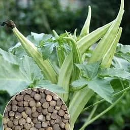 Бамия "Окра" ТМ "Весна" 4г (22975)