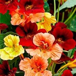 Настурция "Махровая смесь" (Зипер) ТМ "Весна" 2г (23197)