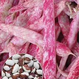 Фасоль "Красная шапочка" ТМ "Весна" 20г (22315)