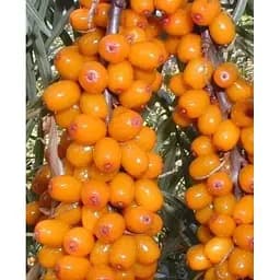 Саджанець Agro-Market Обліпиха Нівелена (жіночий сорт) (середній термін дозрівання) 1 саджанець (101595)