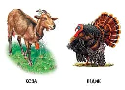 22 картинки. Свійські тварини - - мініатюра 3