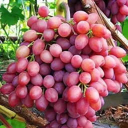 Саженец Agro-Market Виноград Луч (кишмиш, ранне-средний срок созревания) 1 шт.