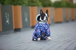 Комбінезон для собак Waudog Clothes, Рік та Морті 1, M35 - мініатюра 4