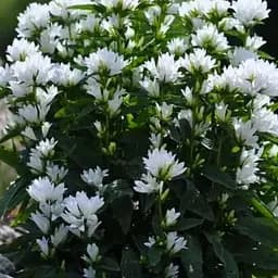 Дзвіночок скучений "Bellefleur White" (морозостійкий, рясно квітучий багаторічник) (189577) 1 шт