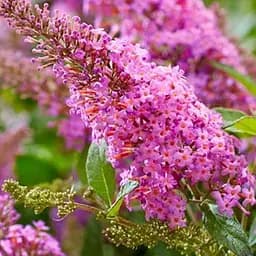 Буддлея 2-річна "Butterfly Candy Little Pink" С1 (189910) 1 саженец