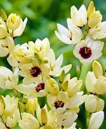 Луковица Agro-Market Иксия Hogarth 5 шт. в упаковке (39471)