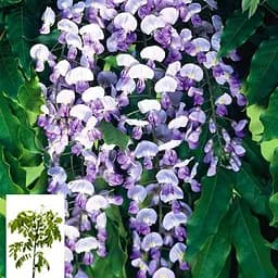Гліцинія 3-х річна японська "Доміно" (Wisteria japanese Domino) С2 (57020) 1 саженец - мініатюра 4