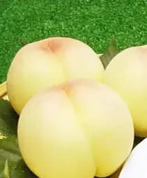 Саджанець Agro-Market Персик Білий Лебідь (літній сорт, середньопізній термін дозрівання) 1 шт. в упаковці (21369)