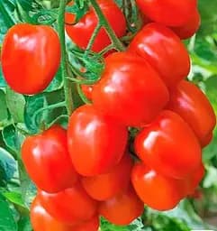 Семена Весна Томат Амулет 0.2 г (17959)