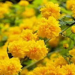 Саджанець Agro-Market Керія японська Golden Guinea (великі махрові квітки) (120911)