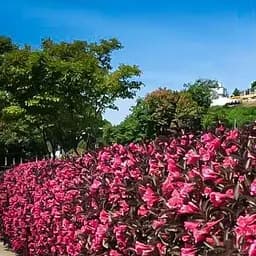 Саджанець Agro-Market Вейгела Alexandra (Weigela Florida) (61688)