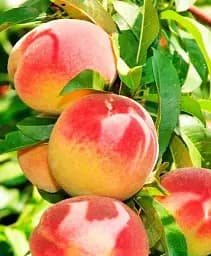 Саджанець Agro-Market Персик Роял Ві (літній сорт, середній термін дозрівання) 1 шт. в упаковці (21368)