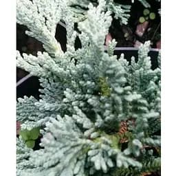 Ялівець горизонтальний на штамбі Ice Blue С2 висота 60-80см (182565) 1 саджанець