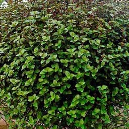 Саджанець Agro-Market Калізія повзуча "Repens Green" (64356) 1 шт. в упаковці (кімнатний)