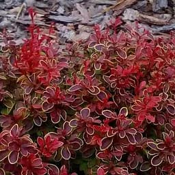 Саджанець Agro-Market Барбарис тунберга Admiration (122184)