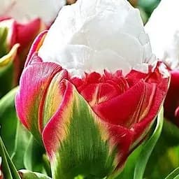 Тюльпан "ICE CREAM" (17112) 1 шт