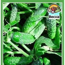 Насіння Весна Огірок Дітки на гілці F1 0.5 г (21645)