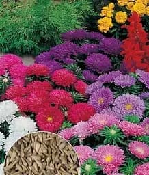 Насіння Весна Айстра бордюрна Квітковий килим, на вагу, ціна за 1.5 г (33072)