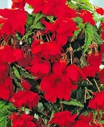Клубень Agro-Market Бегония ампельная Каскад красный 1 шт. (23410)