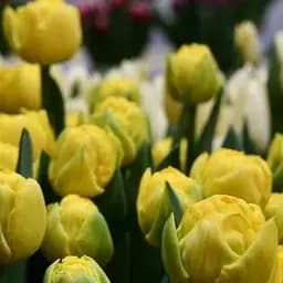 Тюльпан "Golden Jewel" (186236) 2 шт