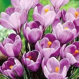 Крокус крупноцветковый "Remembrance" (размер 7/8, большой) 5 шт (17227)