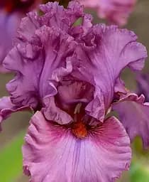 Саженец Agro-Market Ирис бородатый крупноцветковый Asian Plum 1 шт. в упаковке (181069)