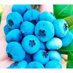 Саджанець Agro-Market Лохина (чорниця садова) 2 роки Мідер (середньоранній термін дозрівання) С2 висота 50-60 см 1 саджанець (178693)