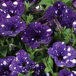 Петуния ампельная "Splash Dance Bolero Blue" (контейнер №10 высота 10-15см) (52242) 1 саженец