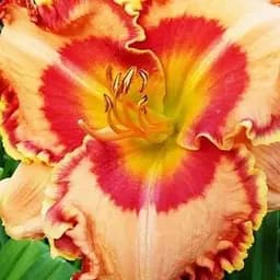 Лилейник "Radioactive" (сортовой укорененный в контейнере С1,2) (186031) 1 саженец