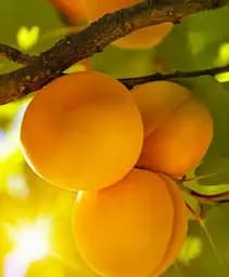 Саджанець Agro-Market Абрикос Бушеран (летний сорт, поздний срок созревания) 1 шт. в упаковці (101856)