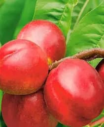 Саджанець Agro-Market Нектарин Стар Мей (лисий персик, літній сорт, середній термін дозрівання) 1 шт. в упаковці (178798)