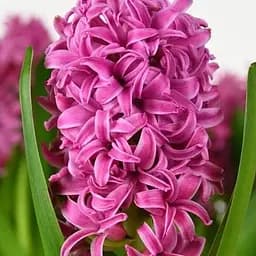 Гиацинт "Pink Pearl" (186358) 2 шт