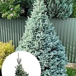 Пихта горная Agro-Market Compacta ком/сетка высота 60-70 см 185205 1 саженец в упаковке