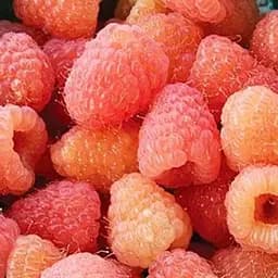 Малина Agro-Market "Double Gold" (ремонтантный крупноплодный сорт американской селекции) 1-летний саженец (189523) 1 шт в упаковке