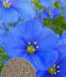 Семена Весна Фацелия Сапфир, по весу, цена за 10 г (13297)