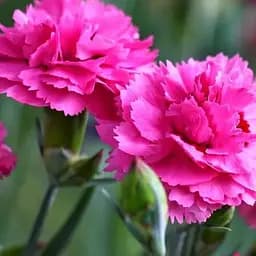 Гвоздика Махрова "Carmen Purple" (188607) 1 саженец