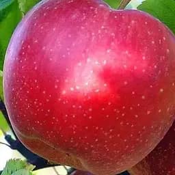 Саджанець Agro-Market Яблуня Катерина (зимовий сорт, пізній термін дозрівання) (25668) 1 шт. в упаковці