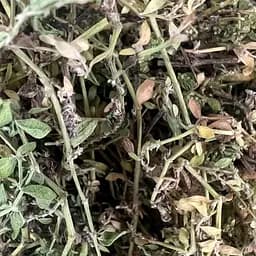 100 г грыжник голый/остудник/собачье мыло трава сушеная - свежий урожай