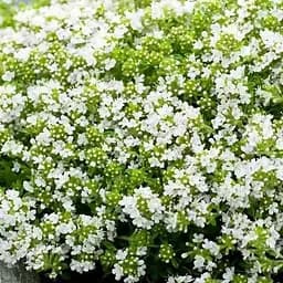 Тимьян ползучий "Albus" (почвопокровный многолетник) (188555) 1 саженец в упаковке