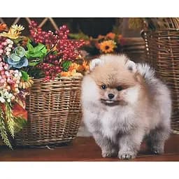 Алмазна мозаїка Песик біля кошика HEG87073 30х40 см