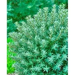 Саджанець Agro-Market Обліпиха Андрос (хлопчик-запилювач) (ранній термін дозрівання) 1 саджанець (177201)